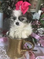 Bell, a female Maltipoo and Shih Tzu for sale in Kenner, LA – Photo 1 of 2