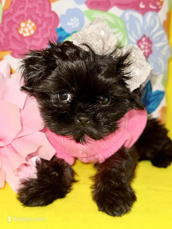 Inkie – Shih Tzu, Yorkshire Terrier puppy for sale in Kenner, LA