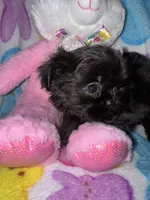 Inkie, a female Shih Tzu for sale in Kenner, LA – Photo 4 of 4