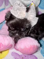 Inkie, a female Shih Tzu for sale in Kenner, LA – Photo 2 of 4