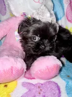 Inkie, a female Shih Tzu for sale in Kenner, LA – Photo 3 of 4