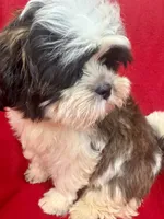 Fluffy, a male Maltipoo and Shih Tzu for sale in Kenner, LA – 2 of 4