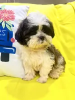 Fluffy, a male Maltipoo and Shih Tzu for sale in Kenner, LA – 4 of 4