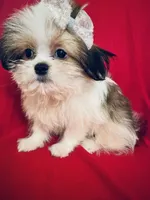 Scarlet, a female Maltese and Shih Tzu for sale in Kenner, LA – 3 of 4