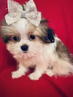 Scarlet, a female Maltese and Shih Tzu for sale in Kenner, LA – 2 of 4
