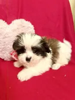 Bandit, a male Maltipoo for sale in Kenner, LA – Photo 2 of 2