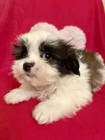 Bandit, a male Maltipoo for sale in Kenner, LA – Photo 1 of 2