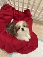 Teddi, a male Shih Tzu for sale in Kenner, LA – Photo 6 of 6