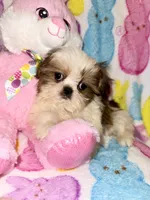 Teddi, a male Shih Tzu for sale in Kenner, LA – Photo 2 of 3