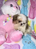 Teddi, a male Shih Tzu for sale in Kenner, LA – Photo 3 of 3