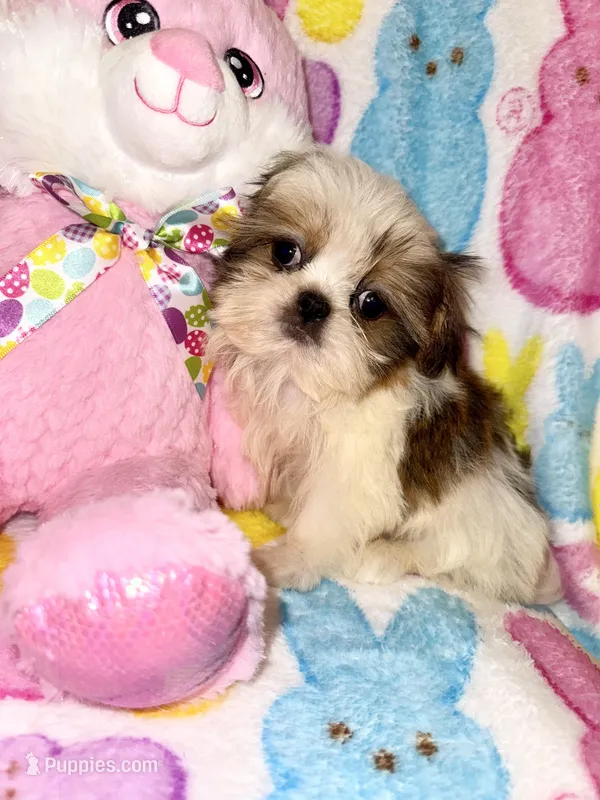 Teddi – Shih Tzu puppy for sale in Kenner, LA