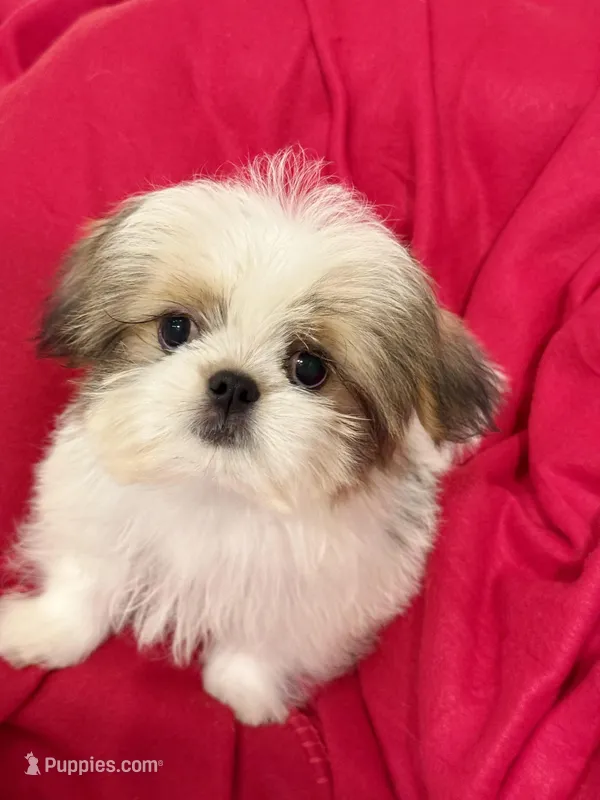 Teddi – Shih Tzu puppy for sale in Kenner, LA