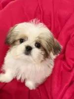 Teddi, a male Shih Tzu for sale in Kenner, LA – Photo 1 of 6