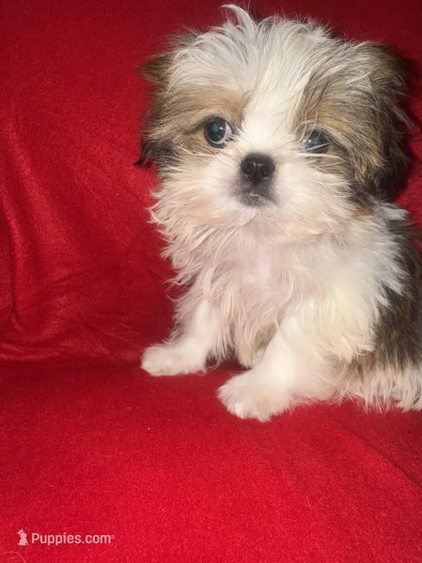 Teddi – Shih Tzu puppy for sale in Kenner, LA