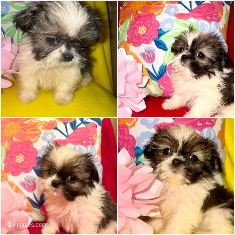 Oreo – Maltipoo, Shih Tzu puppy for sale in Kenner, LA