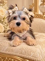 Zsa Zsa , a female Morkie for sale in Kenner, LA – 1 of 1