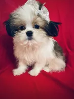 Scarlet, a female Maltese and Shih Tzu for sale in Kenner, LA – 4 of 4