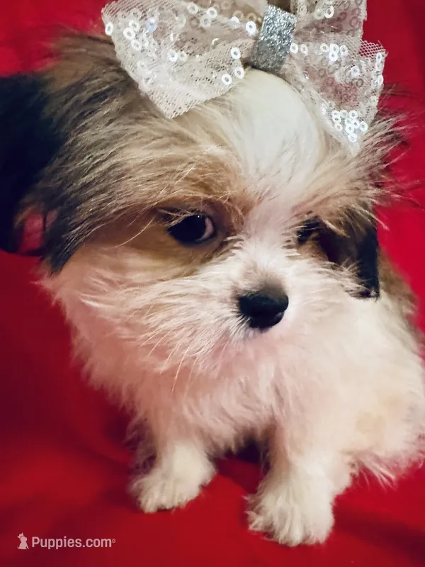 Scarlet – Maltese, Shih Tzu puppy for sale in Kenner, LA
