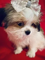 Scarlet, a female Maltese and Shih Tzu for sale in Kenner, LA – 1 of 4
