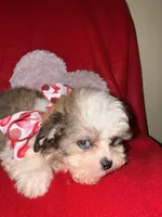 Beaux, a male Maltipoo for sale in Kenner, LA – Photo 2 of 3