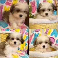 Blu, a male Maltipoo for sale in Kenner, LA – Photo 4 of 4