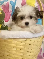 Blu, a male Maltipoo for sale in Kenner, LA – Photo 3 of 4