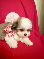 Beaux, a male Maltipoo for sale in Kenner, LA – Photo 1 of 3