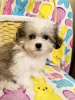 Blu, a male Maltipoo for sale in Kenner, LA – Photo 1 of 4