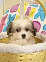 Blu, a male Maltipoo for sale in Kenner, LA – Photo 2 of 4