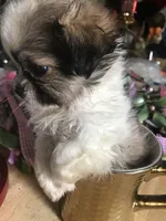 Tiny, a male Mal Shi for sale in Kenner, LA – Photo 3 of 3