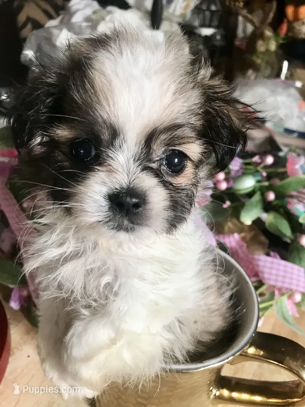 Tiny – Mal Shi puppy for sale in Kenner, LA