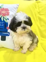 Fluffy, a male Maltipoo and Shih Tzu for sale in Kenner, LA – 3 of 4