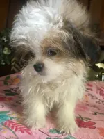 Scarlet, a female Mal Shi for sale in Kenner, LA – 3 of 3