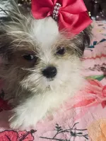Scarlet, a female Mal Shi for sale in Kenner, LA – 2 of 3