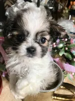 Yogi, a male Maltese and Shih Tzu for sale in Kenner, LA – Photo 1 of 3