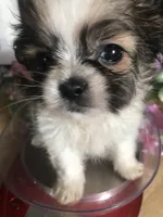 Yogi, a male Maltese and Shih Tzu for sale in Kenner, LA – Photo 3 of 3