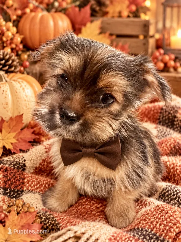 Hershey – Yorkshire Terrier, Shorkie puppy for sale in Kenner, LA