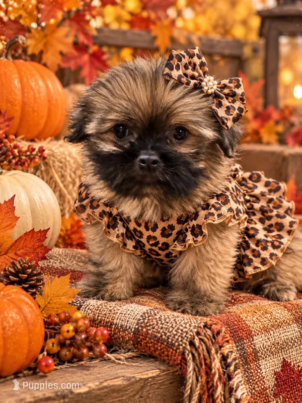 Reecie – Maltipoo, Shih Tzu puppy for sale in Kenner, LA