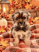 Hershey, a male Yorkshire Terrier and Shorkie for sale in Kenner, LA – 2 of 2