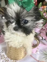 Oreo, a male Maltipoo and Shih Tzu for sale in Kenner, LA – Photo 2 of 2