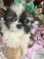 Oreo, a male Maltipoo and Shih Tzu for sale in Kenner, LA – Photo 1 of 2