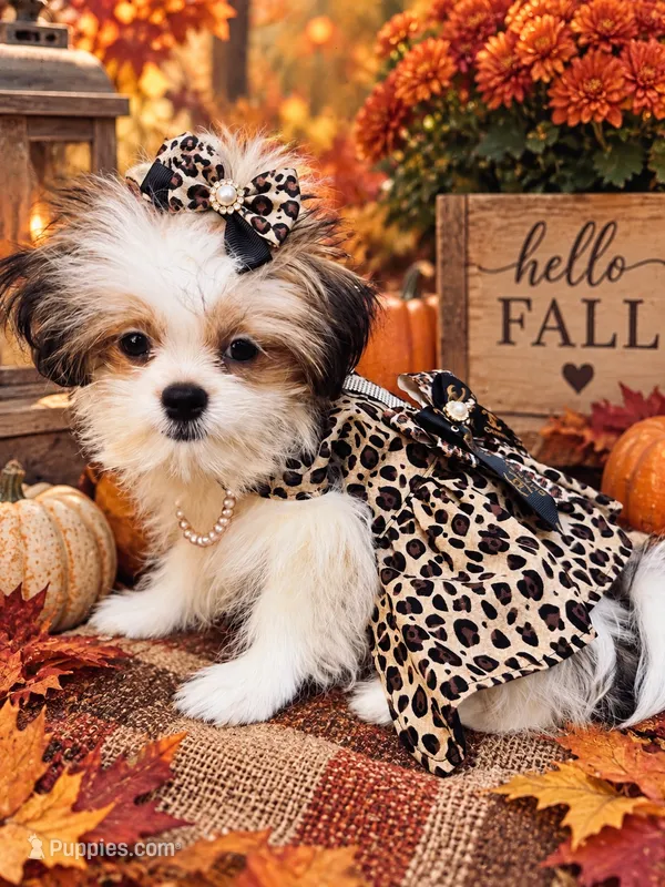 Scarlet – Shih Tzu, Mal Shi puppy for sale in Kenner, LA
