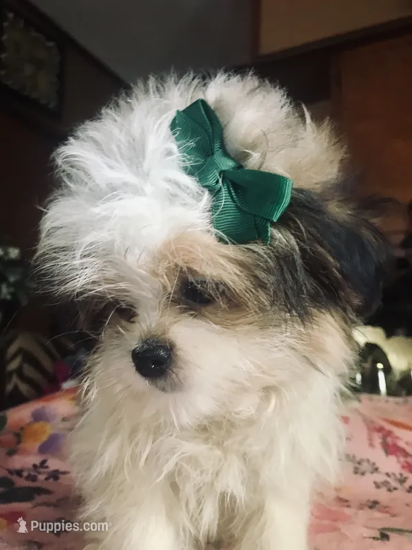 Scarlet – Mal Shi puppy for sale in Kenner, LA