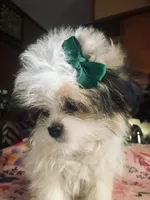 Scarlet, a female Mal Shi for sale in Kenner, LA – 1 of 3