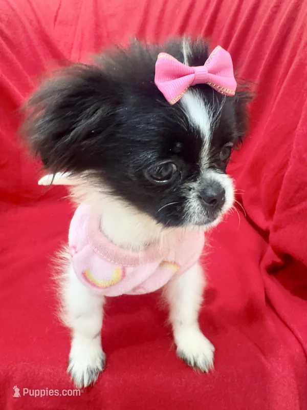 Minnie REDUCED  – Shorkie puppy on hold in Kenner, LA