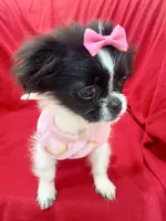 Minnie REDUCED , a female Shorkie for sale in Kenner, LA – 1 of 2