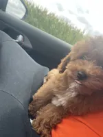 Ike, a male Poodle - Miniature  for sale in Burr Ridge, IL – Photo 5 of 6