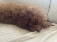 Ike, a male Poodle - Miniature  for sale in Burr Ridge, IL – Photo 6 of 6