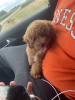 Ike, a male Poodle - Miniature  for sale in Burr Ridge, IL – Photo 1 of 6