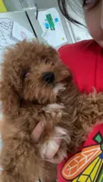 Ike, a male Poodle - Miniature  for sale in Burr Ridge, IL – Photo 2 of 6